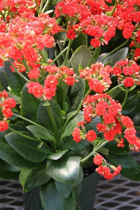 家樂花風水|袁晓辉 Rita : 家樂花 Kalanchoe (迦藍菜)